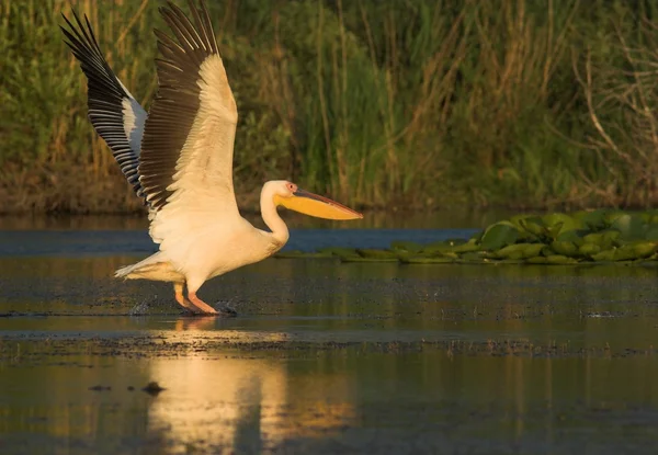 White Pelican in Danube Delta — Stock Photo, Image