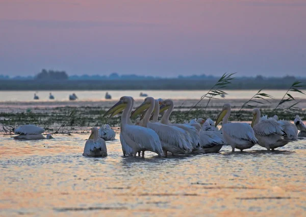 Vit pelikan i danube delta — Stockfoto