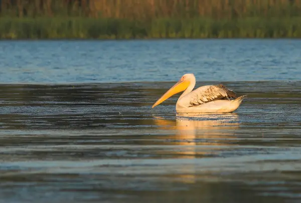 Pellicano bianco nel delta del danubio — Foto Stock