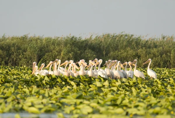 Pelicano branco no delta do danúbio — Fotografia de Stock