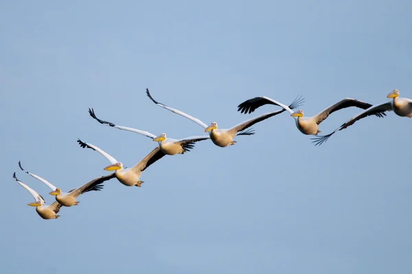 White Pelican in Danube Delta — Stock Photo, Image