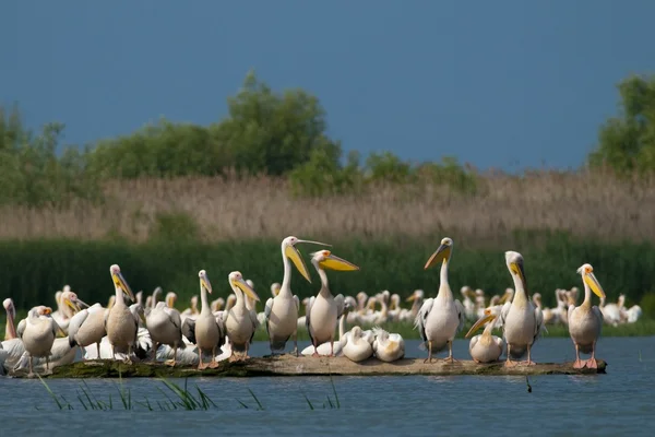 Witte pelikaan in danube delta — Stockfoto