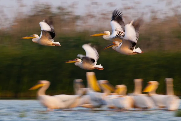 Bílý pelikán v deltě danube — Stock fotografie