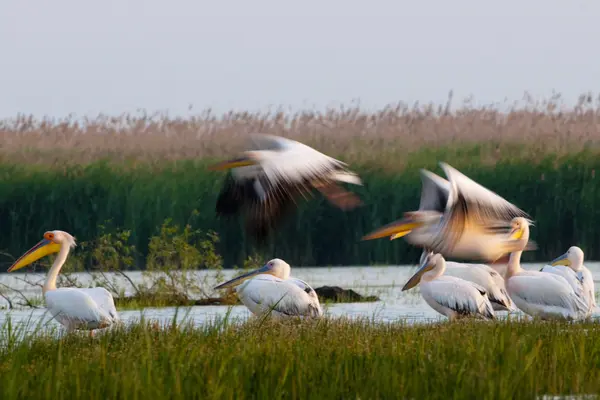 Pelikan im Donaudelta — Stockfoto