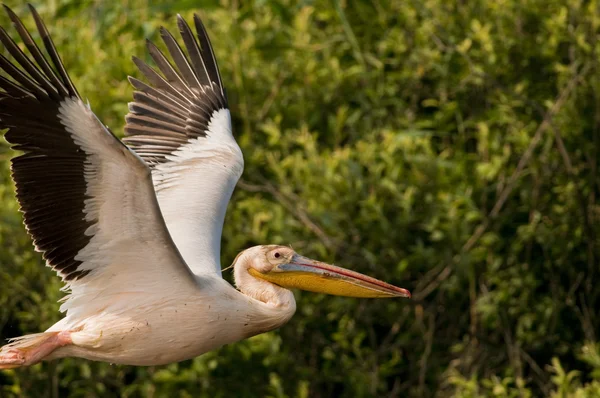 Tuna deltasındaki beyaz pelikan. — Stok fotoğraf