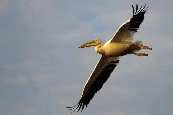 Pelícano blanco en el delta del Danubio — Foto de Stock