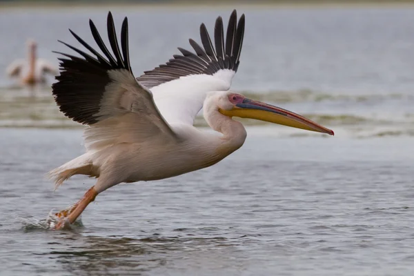 Pelícano blanco en el delta del Danubio — Foto de Stock