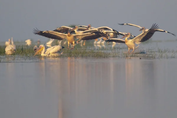 Pelikan im Donaudelta — Stockfoto