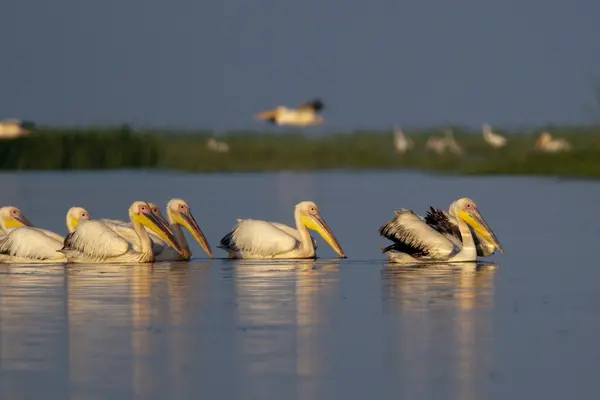 Белый пеликан в дельте реки Данубе — стоковое фото