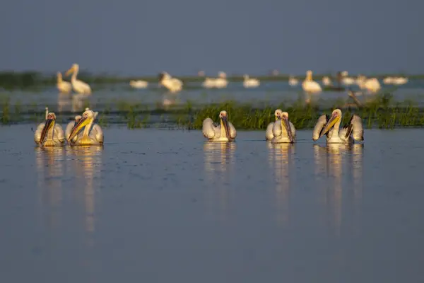 Pelikan im Donaudelta — Stockfoto