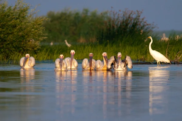 Witte pelikaan in danube delta — Stockfoto