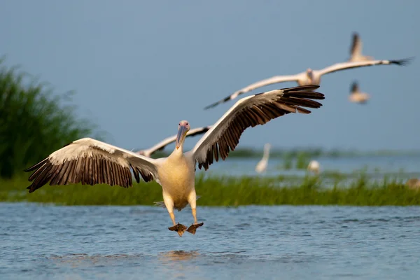 Witte pelikaan in danube delta — Stockfoto