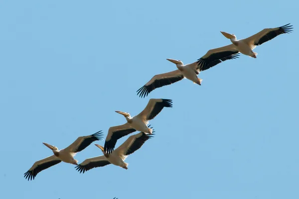 White Pelican in Danube Delta — Stock Photo, Image