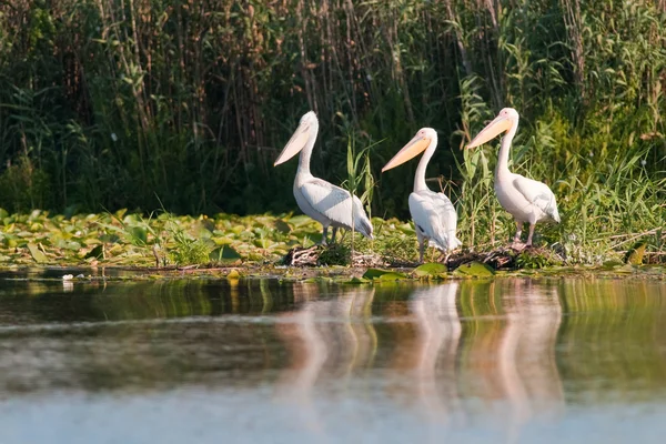 Witte pelikaan in danube delta — Stockfoto