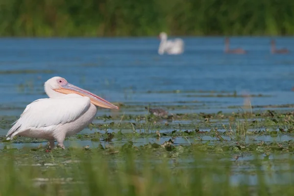 Fehér pelikán a danube deltában — Stock Fotó