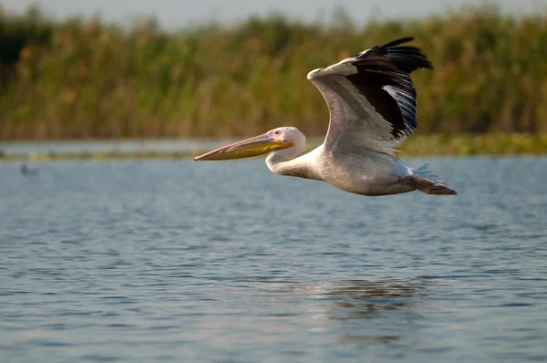 Pélican blanc dans le delta du Danube — Photo