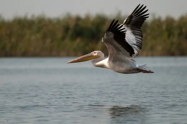 Білий пелікан в дельті Дунаю — стокове фото