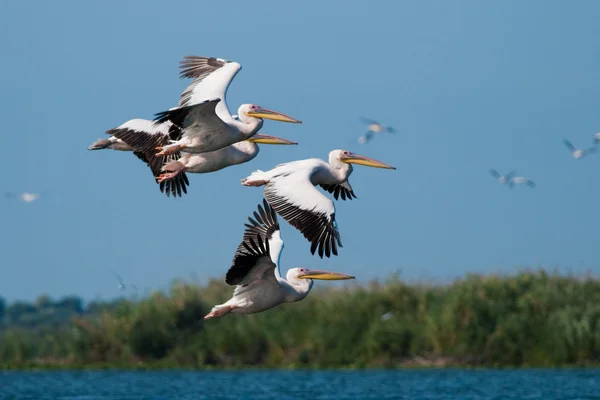 Witte pelikaan in danube delta — Stockfoto