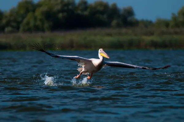 Tuna deltasındaki beyaz pelikan. — Stok fotoğraf