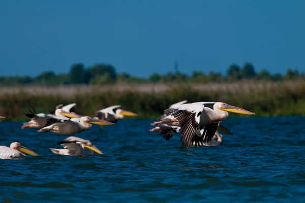 Fehér pelikán a danube deltában — Stock Fotó