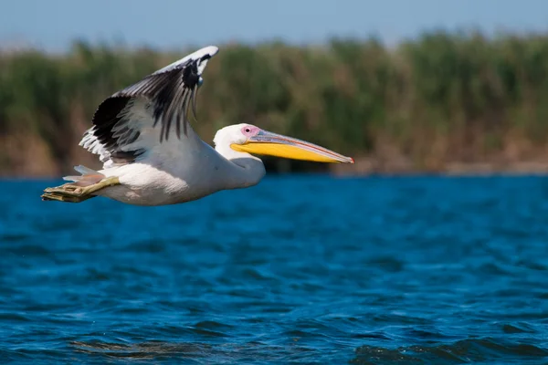 Fehér pelikán a danube deltában — Stock Fotó