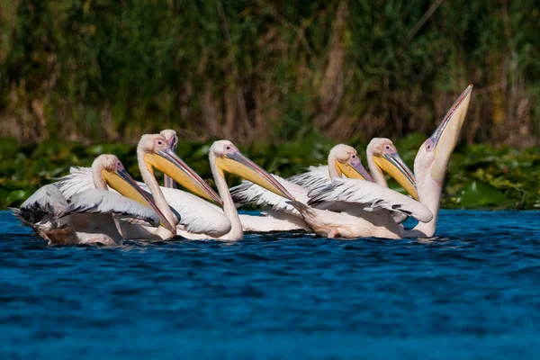 Pellicano bianco nel delta del danubio — Foto Stock