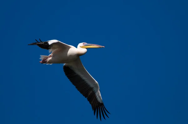 White Pelican in Danube Delta — Stock Photo, Image