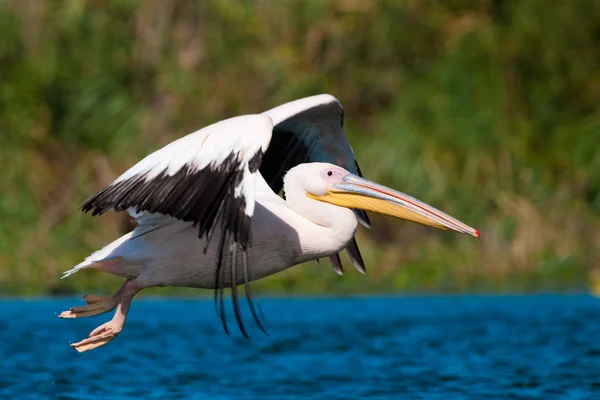 Bílý pelikán v deltě danube — Stock fotografie