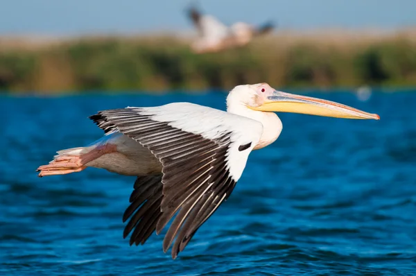 Pelícano blanco en el delta del Danubio —  Fotos de Stock