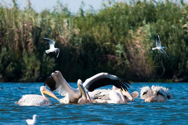 Bílý pelikán v deltě danube — Stock fotografie