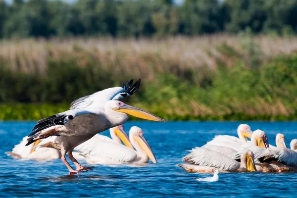 Pélican blanc dans le delta du Danube — Photo