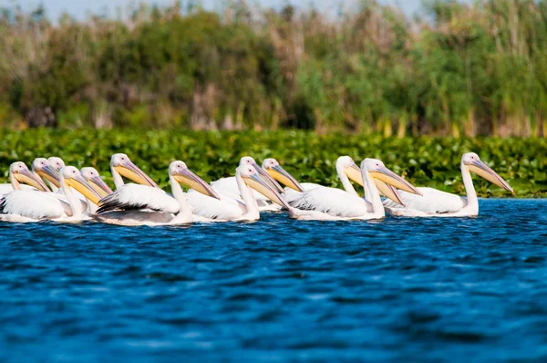 White Pelican in Danube Delta — Stock Photo, Image