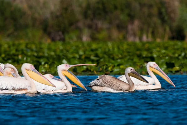 Pellicano bianco nel delta del danubio — Foto Stock