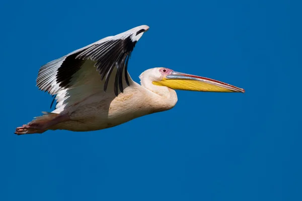 Pelícano blanco en el delta del Danubio — Foto de Stock