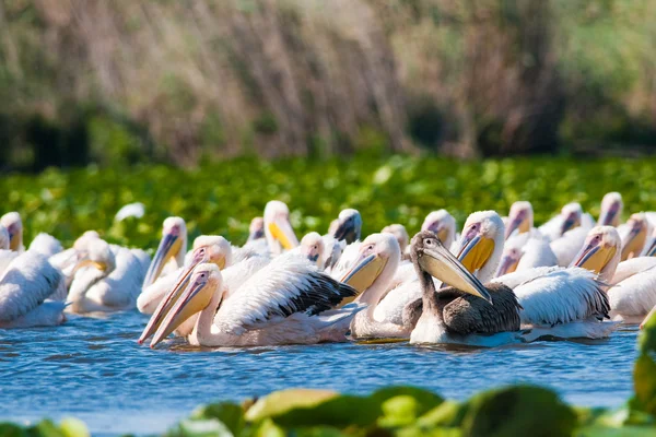 Vit pelikan i danube delta — Stockfoto