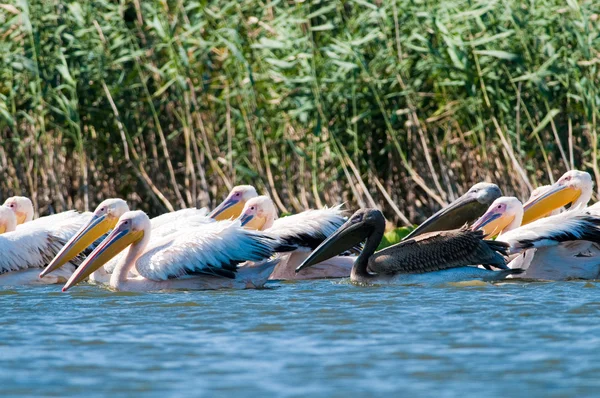 Pélican blanc dans le delta du Danube — Photo