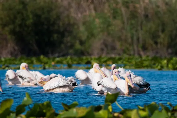 Pellicano bianco nel delta del danubio — Foto Stock