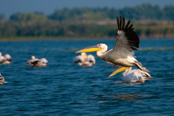 Pélican blanc dans le delta du Danube — Photo