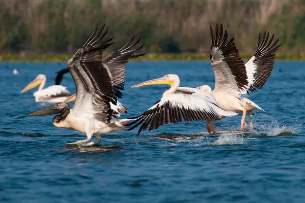 Pélican blanc dans le delta du Danube — Photo