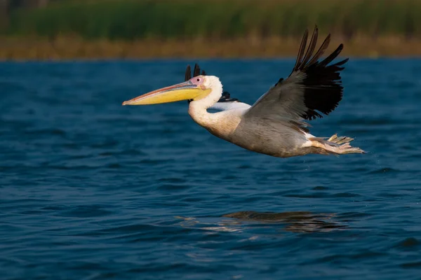 Pélican blanc dans le delta du Danube — Photo