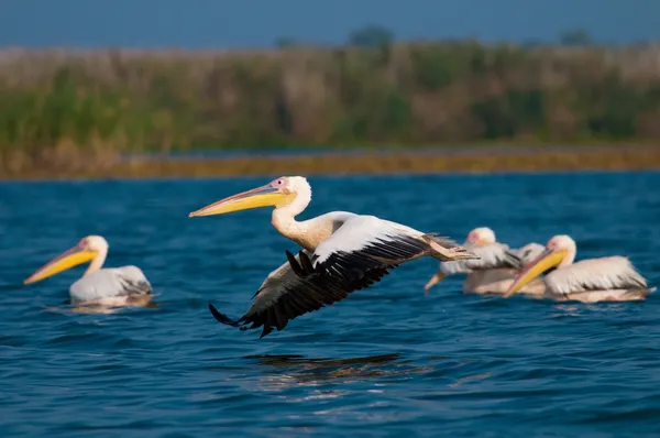 Vit pelikan i danube delta — Stockfoto