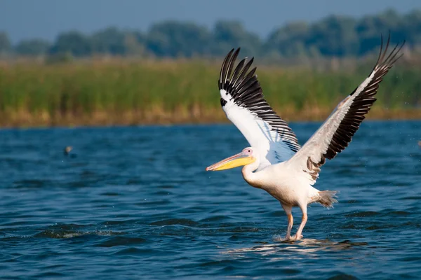 Fehér pelikán a danube deltában — Stock Fotó