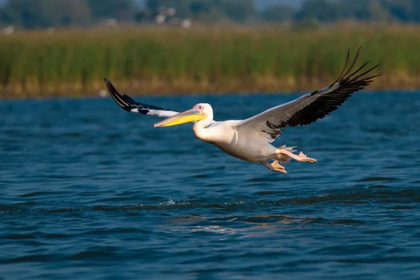 White Pelican in Danube Delta — Stock Photo, Image