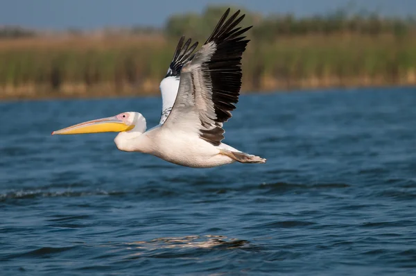 Bílý pelikán v deltě danube — Stock fotografie