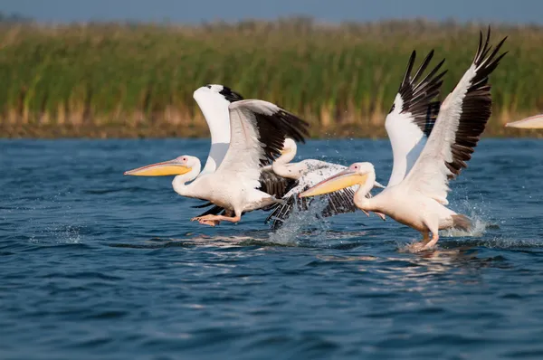 Fehér pelikán a danube deltában — Stock Fotó