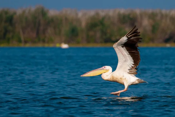 Pélican blanc dans le delta du Danube — Photo