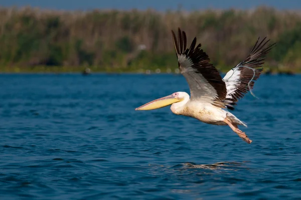 White Pelican in Danube Delta — Stock Photo, Image