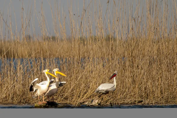 White Pelican in Danube Delta — Stock Photo, Image