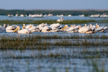 Tuna deltasındaki beyaz pelikan.