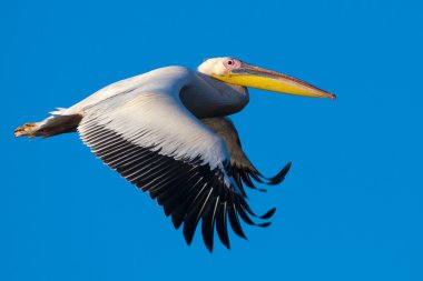 Tuna deltasındaki beyaz pelikan.